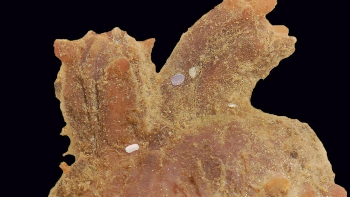 Este extraño animal, la Pyura herdmani, habita áreas costeras subtropicales y tropicales del sur de África