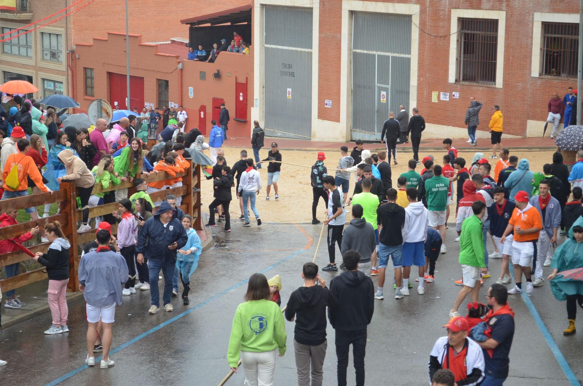 Fiestas del Toro en Benavente: El torito Berrón completa el recorrido en 26 minutos