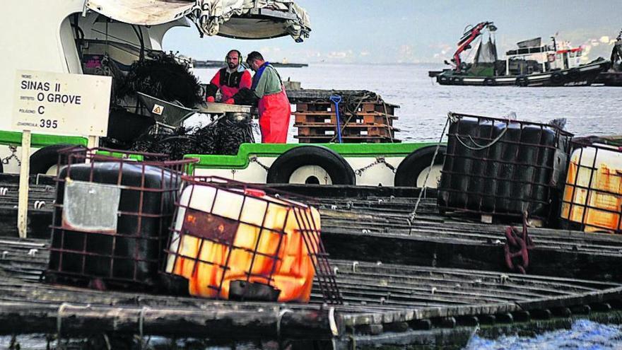 Las bateas se disponen a sufrir un nuevo parón provocado por las biotoxinas marinas.  //  Iñaki Abella