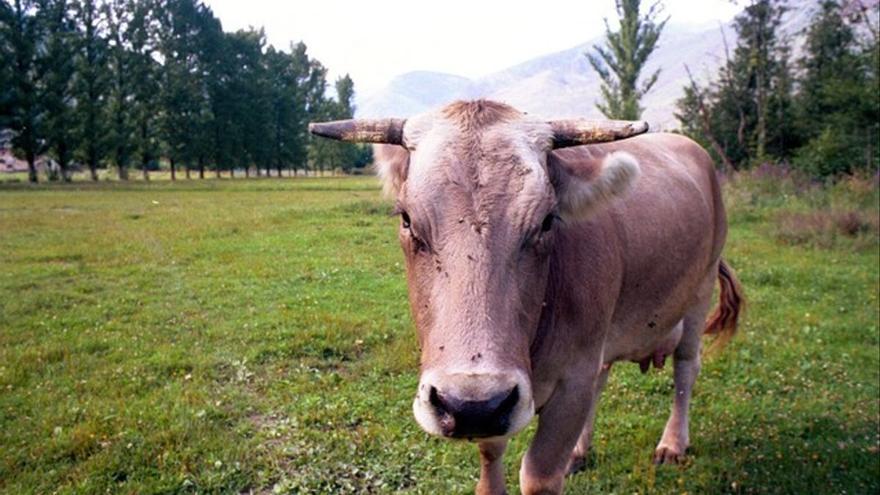 Los ganaderos lácteos anuncian movilizaciones para elevar el precio de la leche