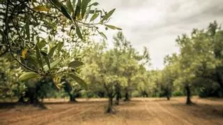 La ruta de Sevilla que esconde un templo romano y termas del siglo I entre pinos y olivares