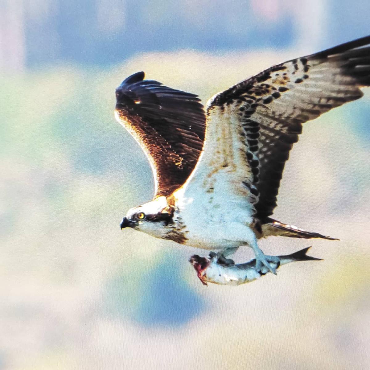 Un águila pescadora en plena cacería.