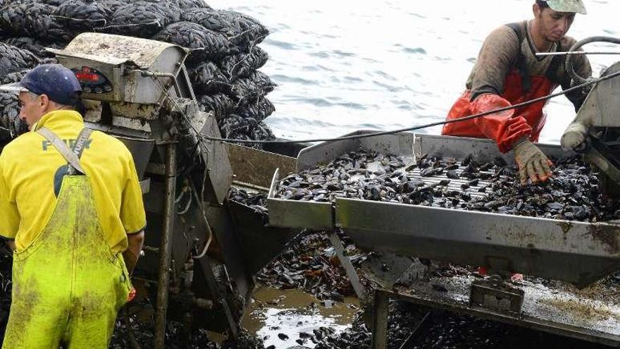 Una descarga de mejillón en el puerto de Domaio. // Gonzalo Núñez