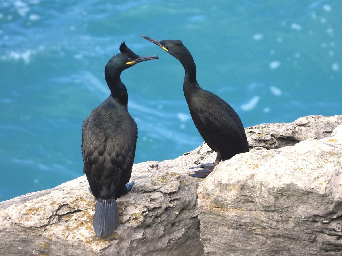 Cormorán moñudo de las islas Columbretes.