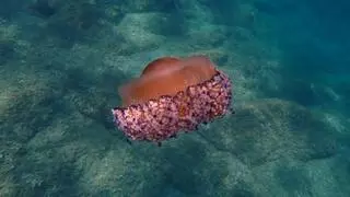 Picadura medusa 'huevo frito': esto es lo que puede pasarte