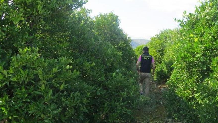 La Guardia Civil de Calp detecta 537 toneladas de naranja de origen irregular