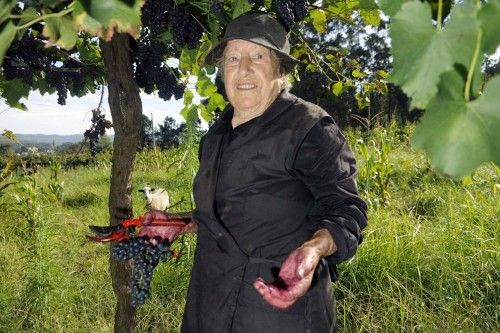 Arranca la vendimia en las Rías Baixas