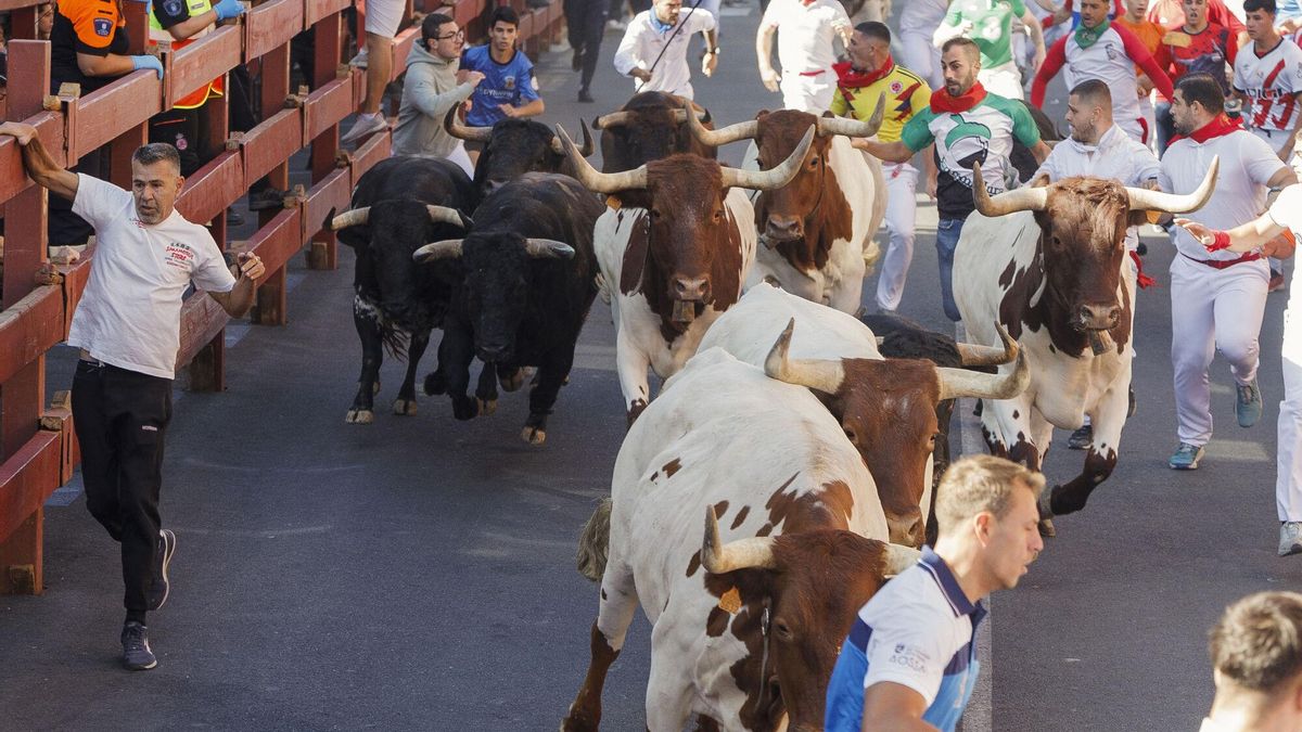 Un herido al ser corneado por un toro en el quinto encierro de San Sebastián de los Reyes