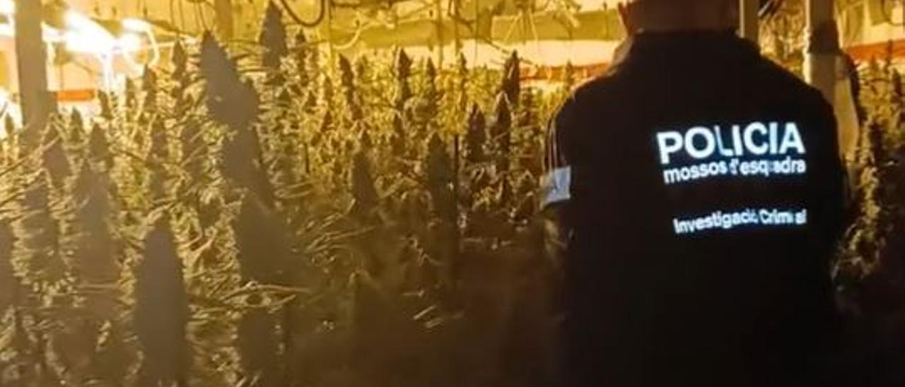 Descobriment d&#039;una plantació de marihuana a Sant Vicenç