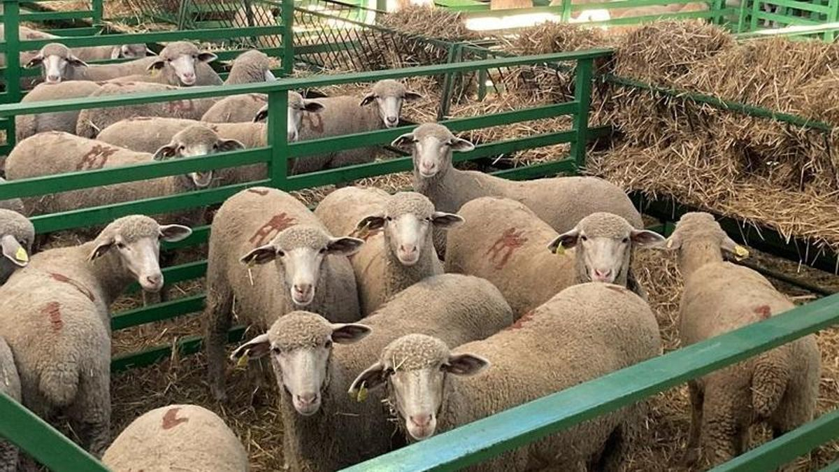 Ovejas merinas de la cabaña de la Diputación de Badajoz en la FIG.