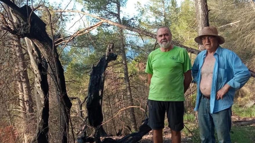 La segunda vida de un popular olivo que sufrió un incendio en Castellón