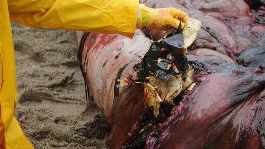 Plásticos en el estómago de un mamífero marino muerto. // BDRI