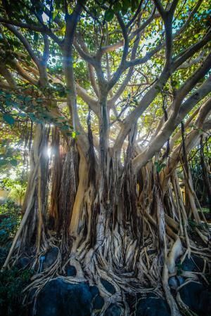 Árboles emblemáticos de Las Palmas de Gran Canaria