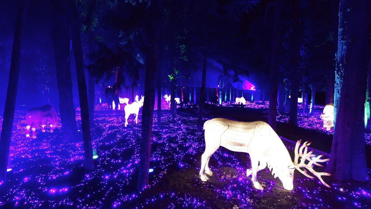 Algunos de los animales que pueden verse en Boreal.