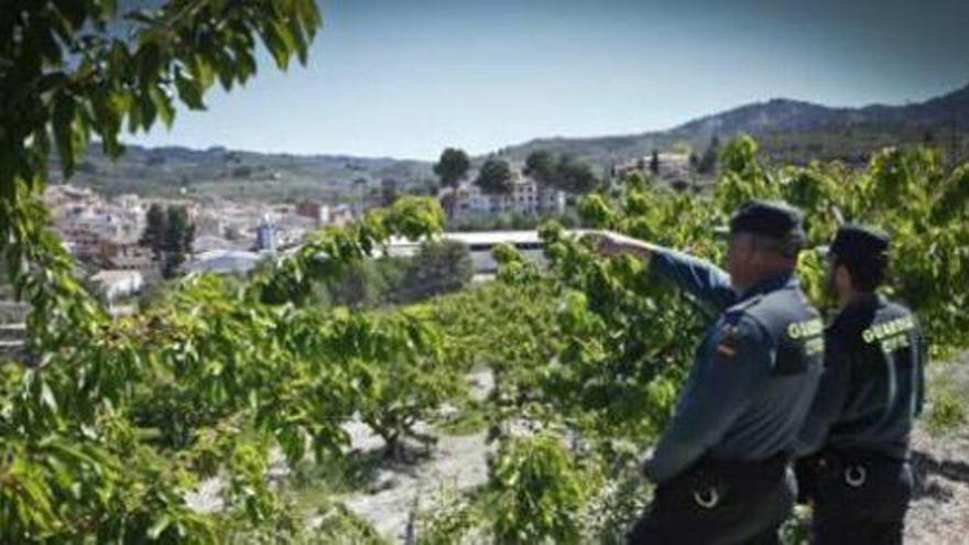 La Guardia Civil moviliza a 150 agentes para combatir los robos de cerezas