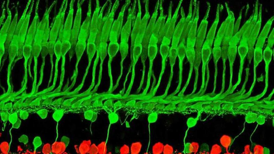 Molècules per il·luminar retines malaltes