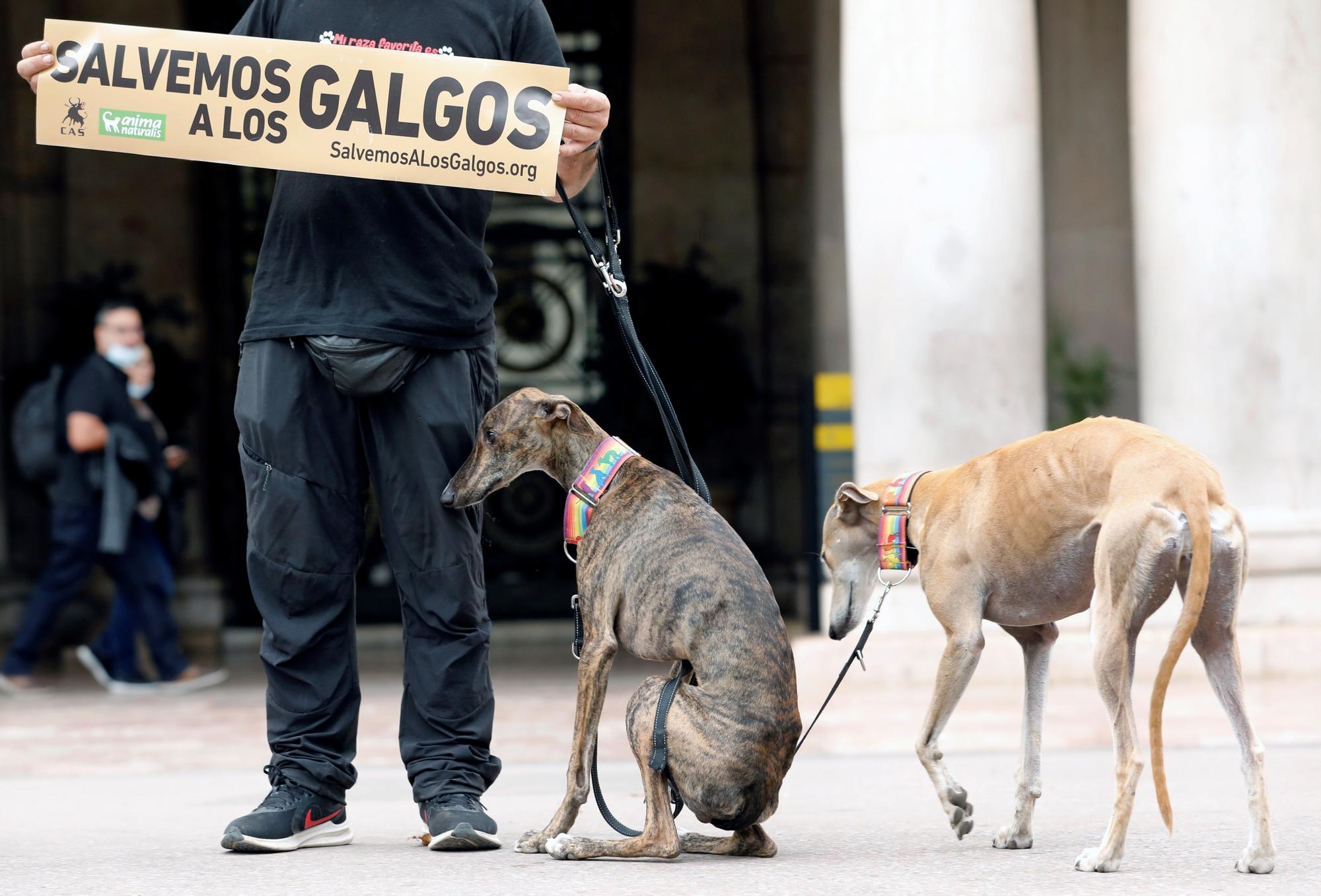 AnimalNaturalis exigen la protección a los galgos en manifestación en València