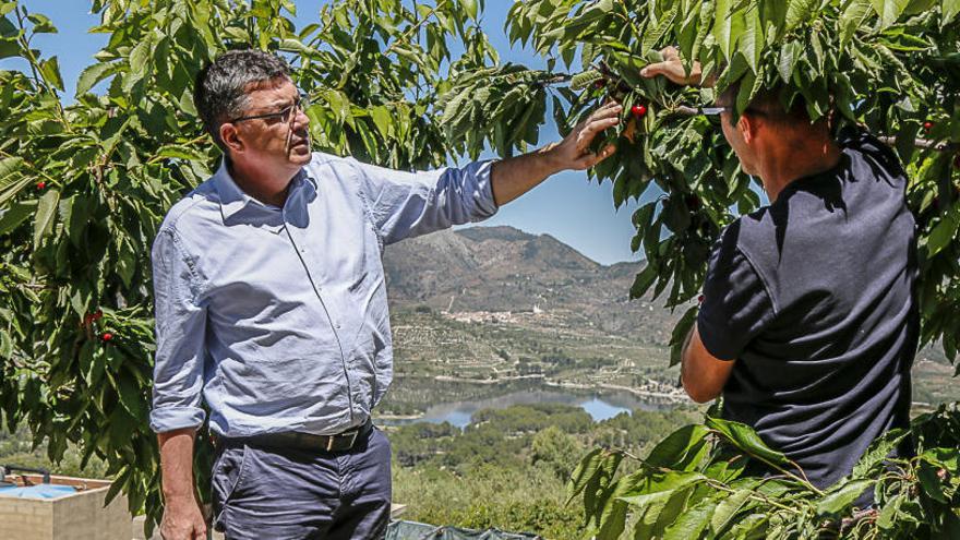 Enric Morera comprueba la calidad del fruto directamente en los cerezos.
