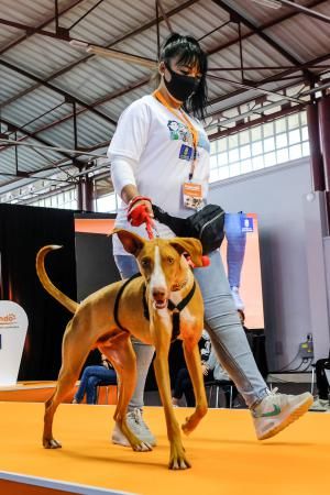 3 ª Feria del Animal de Compañía