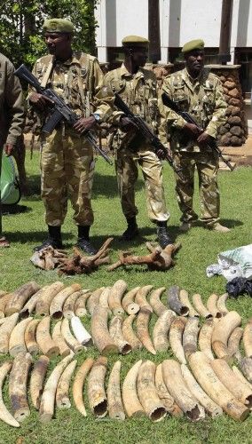 KWS officials display recovered elephants tusks taken from poachers at their headquarters in Kenya's capital Nairobi