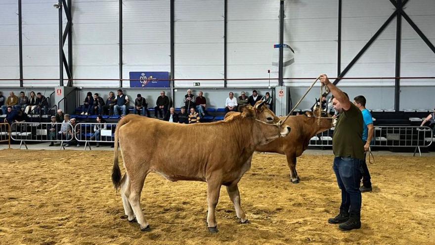 El ganado regresa a las &quot;polas&quot;, con certámenes en Laviana y Lena