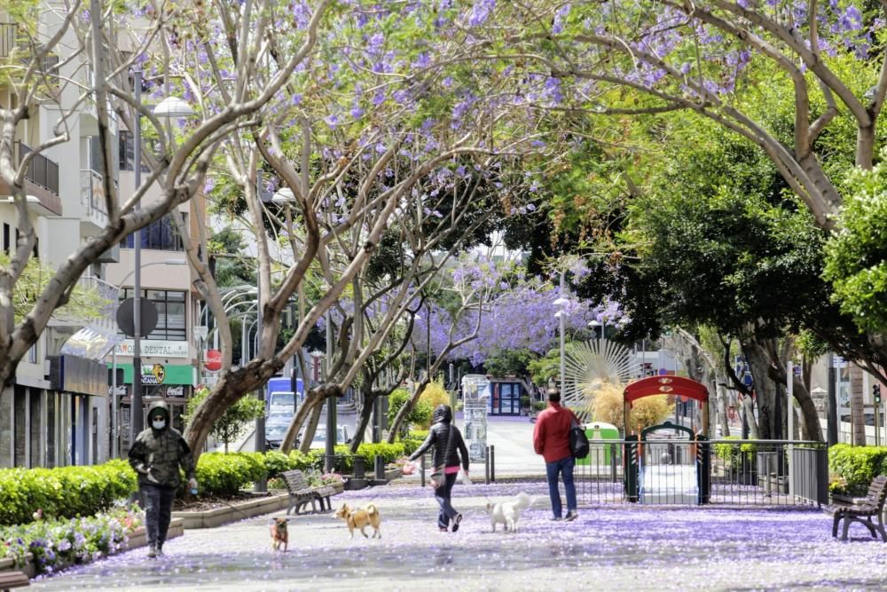 Coronavirus | Paseos por La Laguna y Santa Cruz