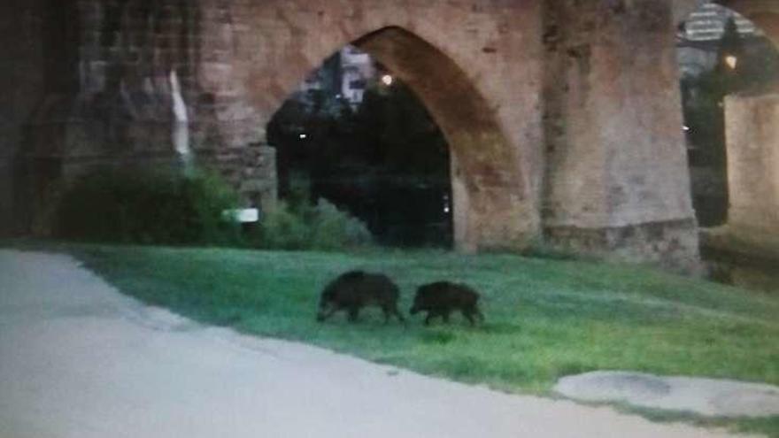 Pareja de jabalíes en plena ciudad de Ourense.  // I. Osorio