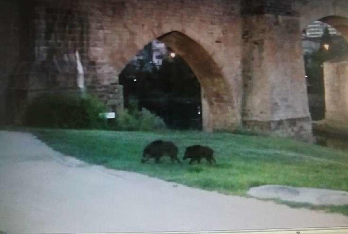 Pareja de jabalíes en plena ciudad de Ourense.  // I. Osorio