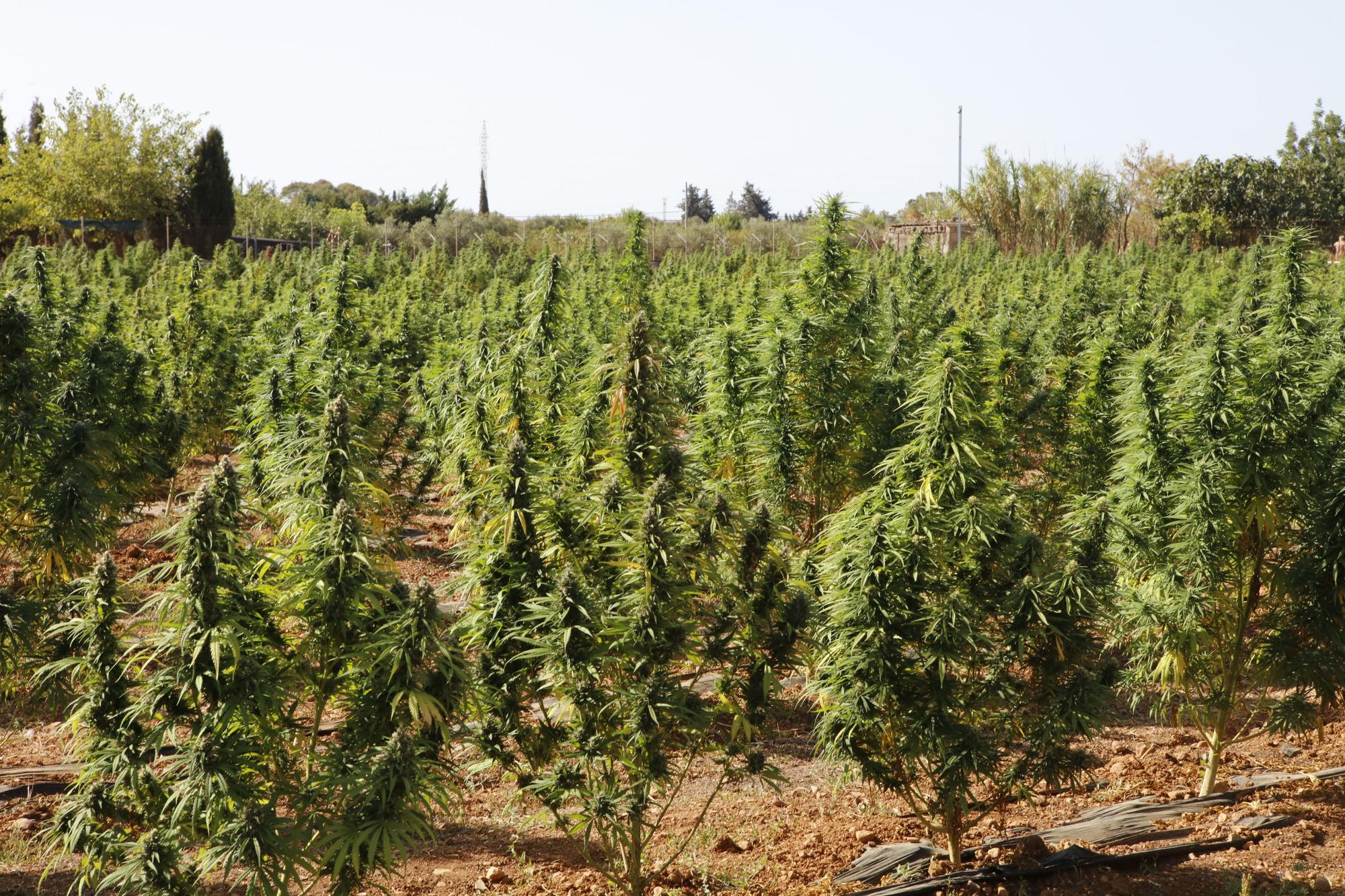 "Marihuana light" – Plantage auf Mallorca