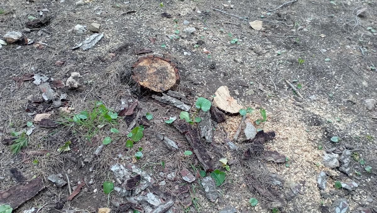 Seca, plaga que ataca los pinos, efectos en el Parque del Morlaco