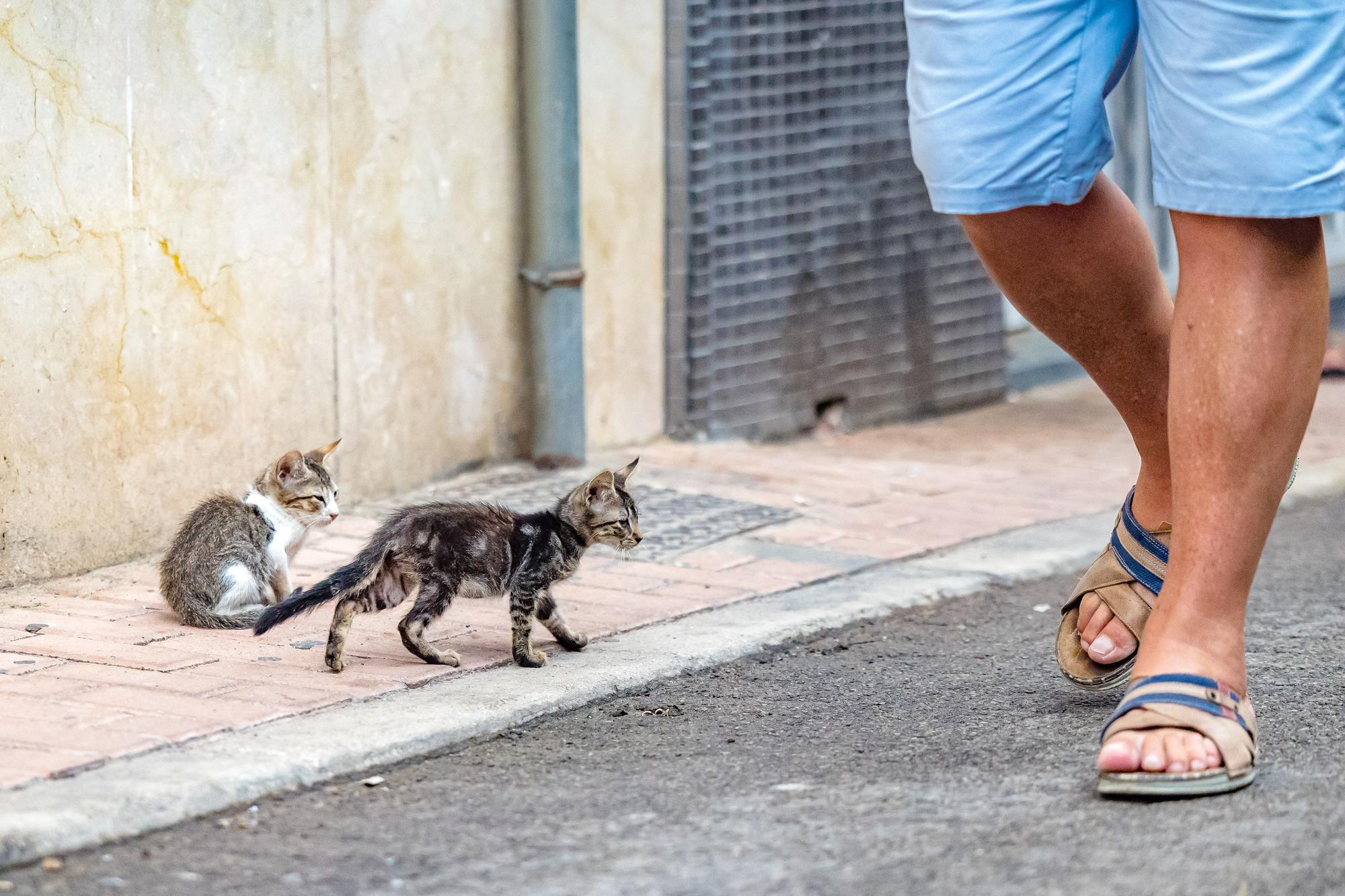 Los gatos toman las calles de Benidorm