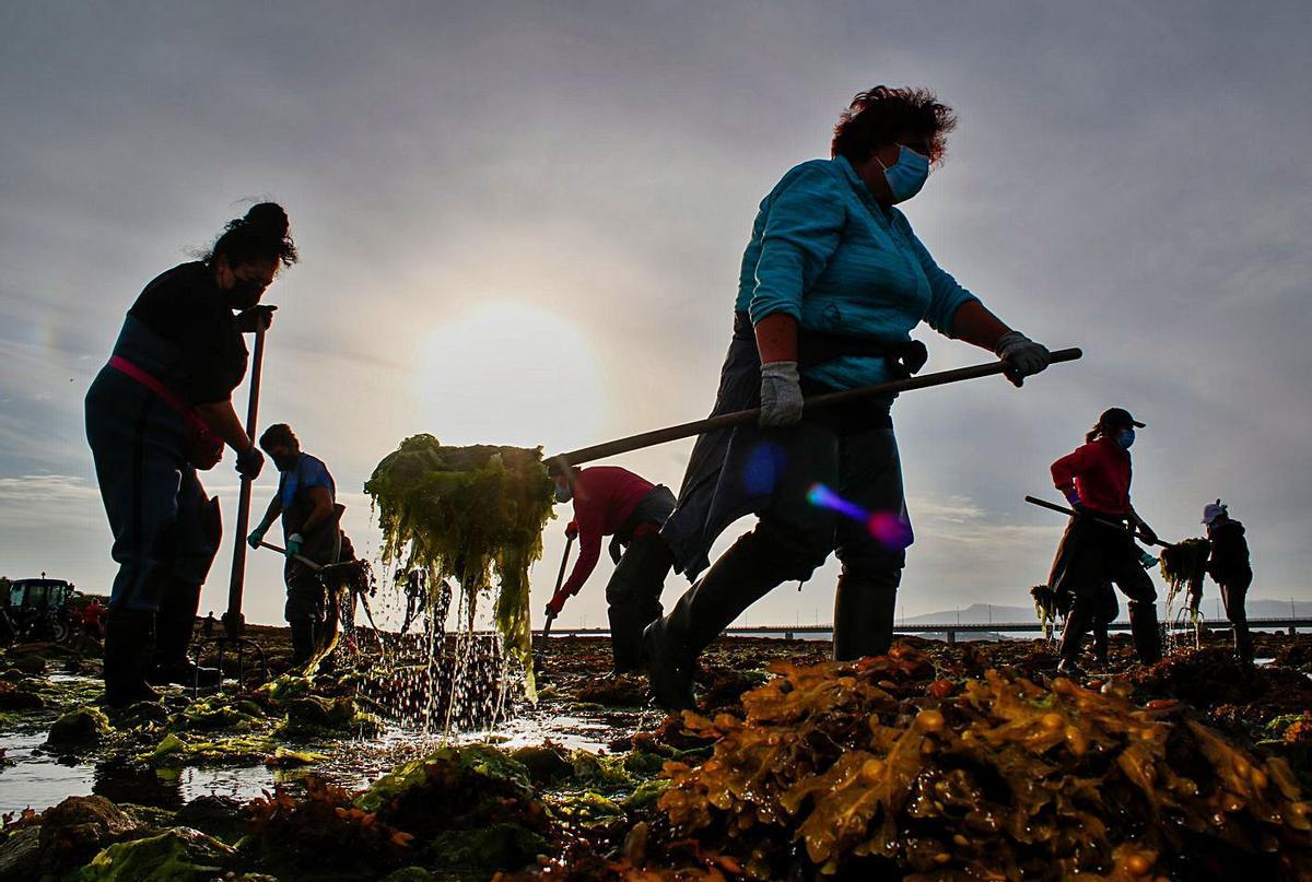 Las mariscadoras apuran los trabajos de retirada de algas en Vilanova. |   // IÑAKI ABELLA