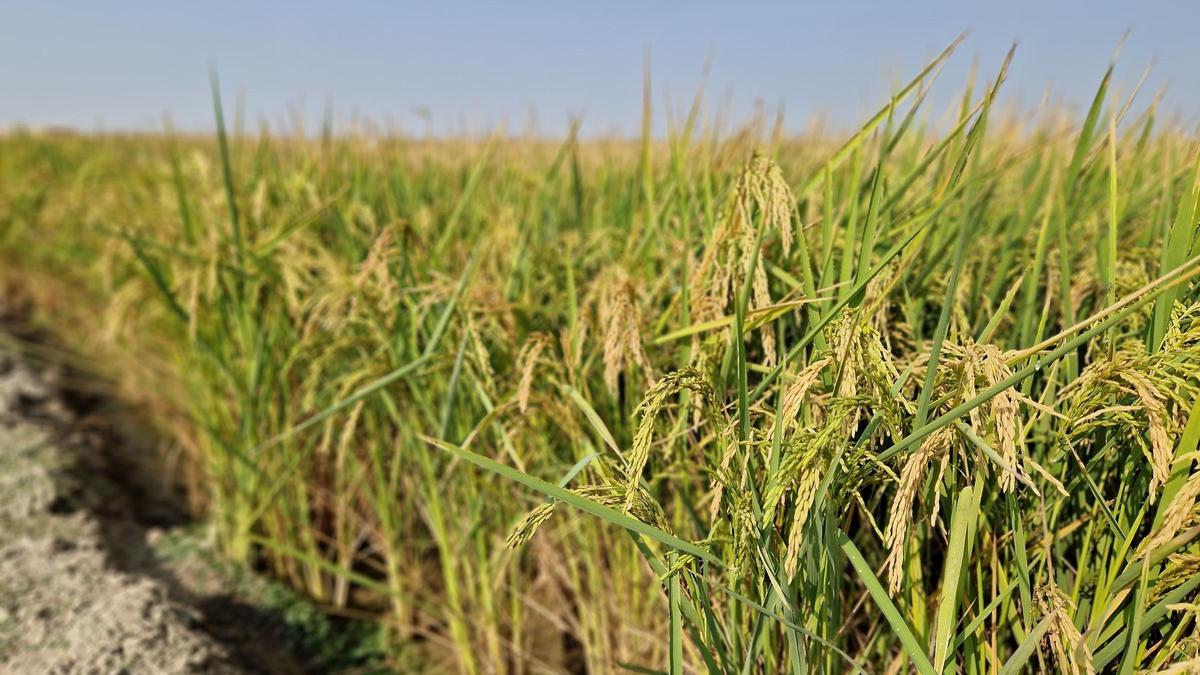 Este año se ha podido sembrar el 68% de la superficie de arroz en las Marismas del Guadalquivir.