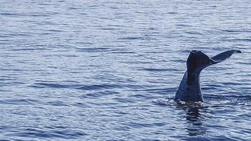 ¿Afectan las prospecciones sísmicas petrolíferas a los cetáceos?