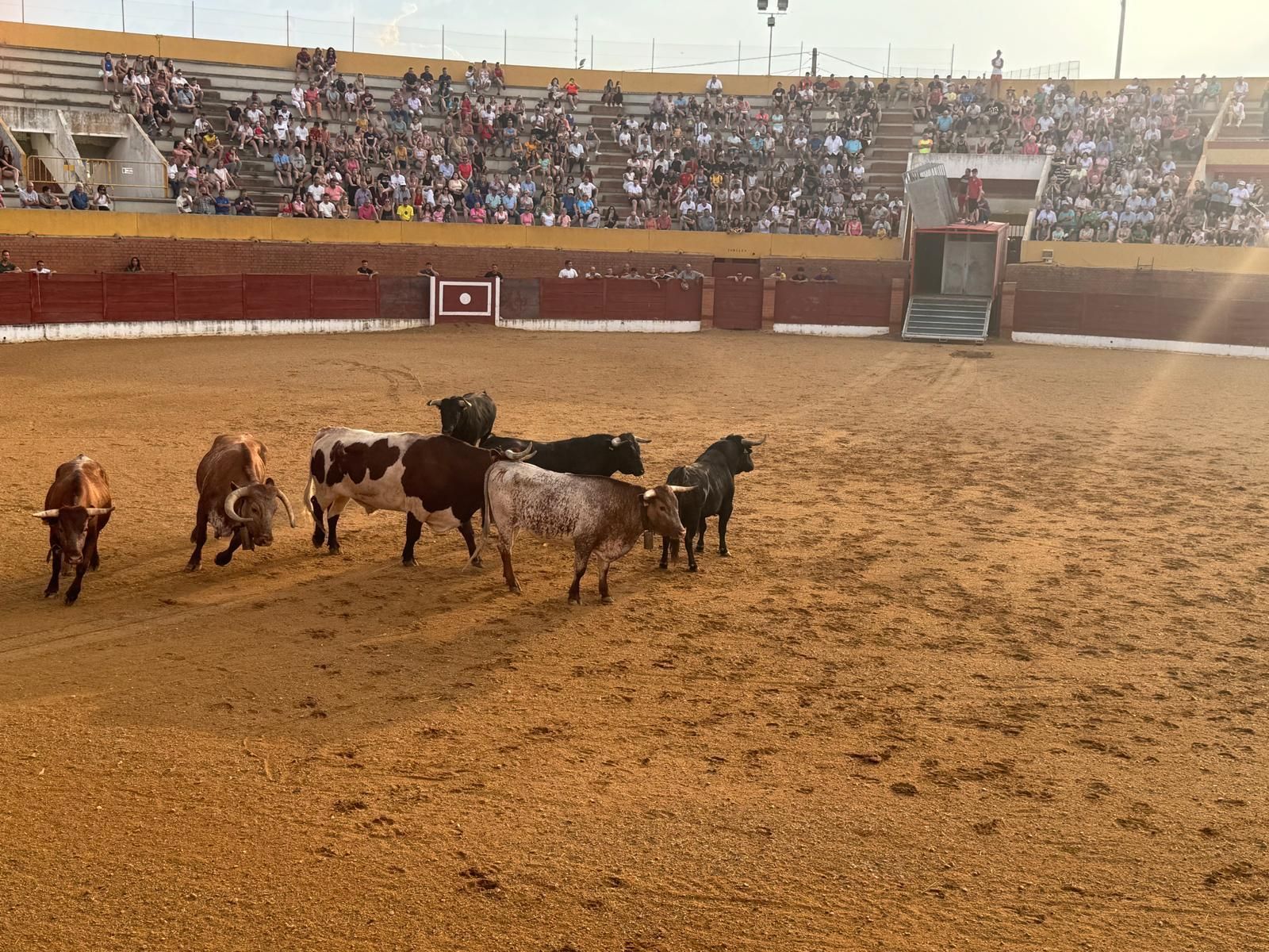 GALERÍA | Presentación de los toros de las fiestas de Fuentesaúco