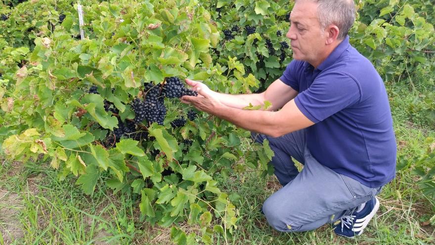 Habrá mucho tinto Barrantes, y quieren que tenga una calidad extra