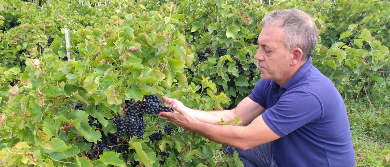 El bodeguero Manuel Padín muestra el estado de los racimos en uno de sus viñedos.