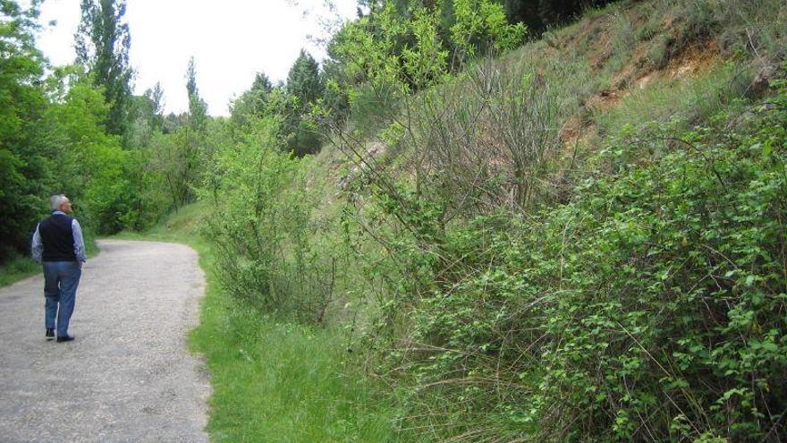 Educación en Zamora: &quot;El bosque de Valorio&quot;