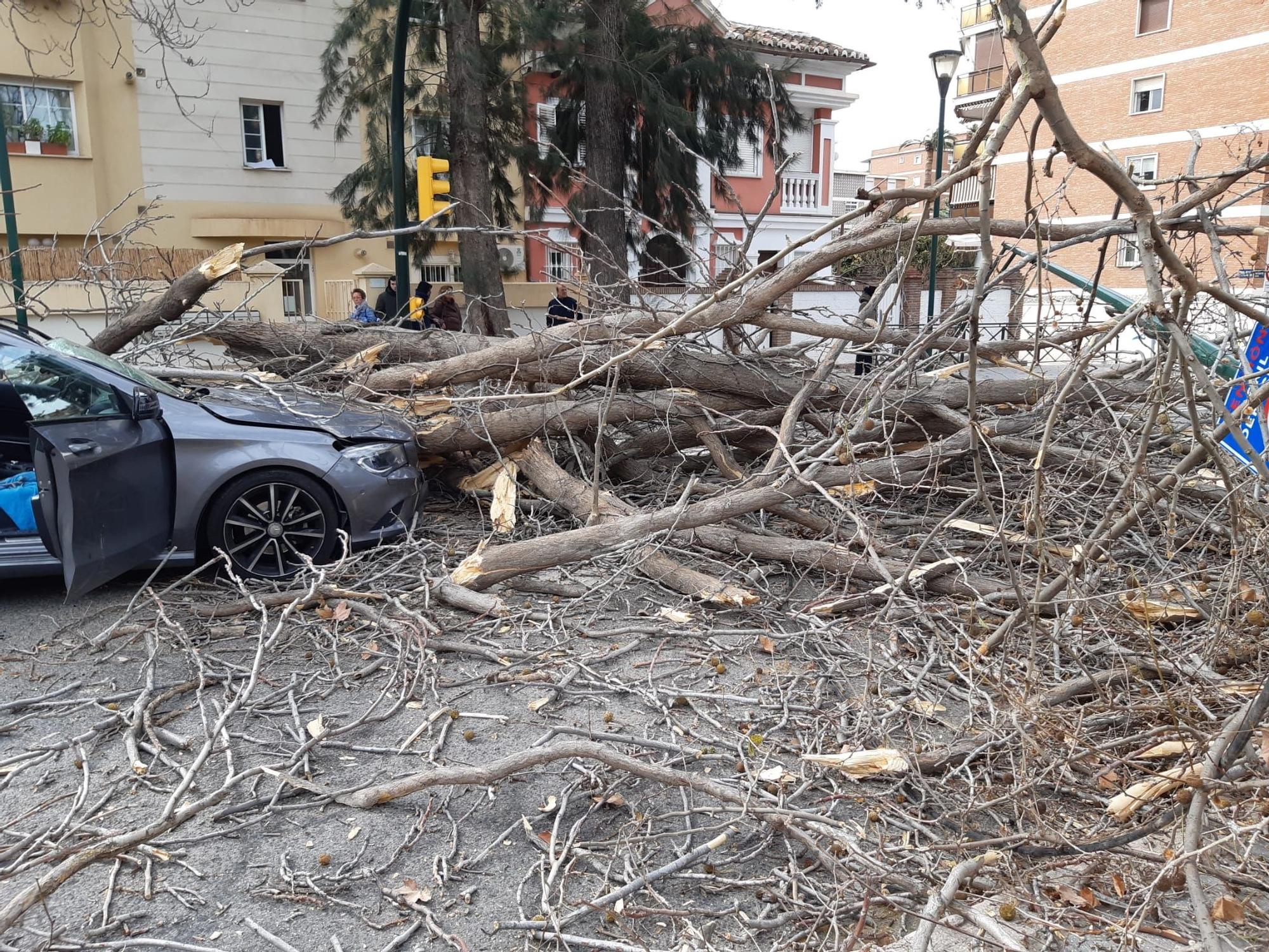 El árbol caído este viernes en Pedregalejo.