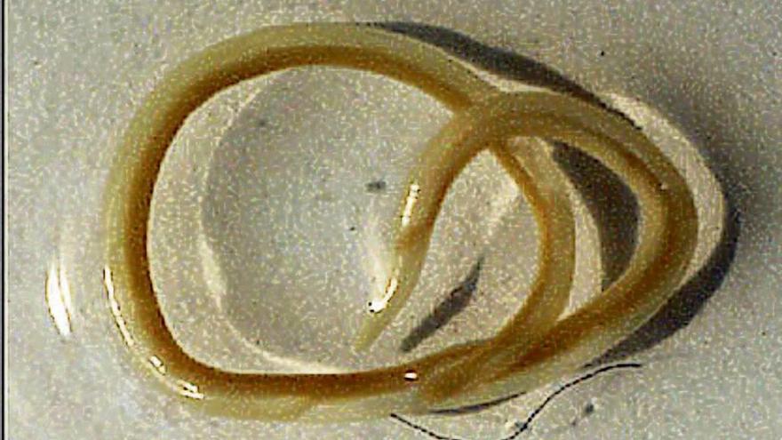 Un ejemplar de anisakis, parásito presente en las vísceras del pescado.