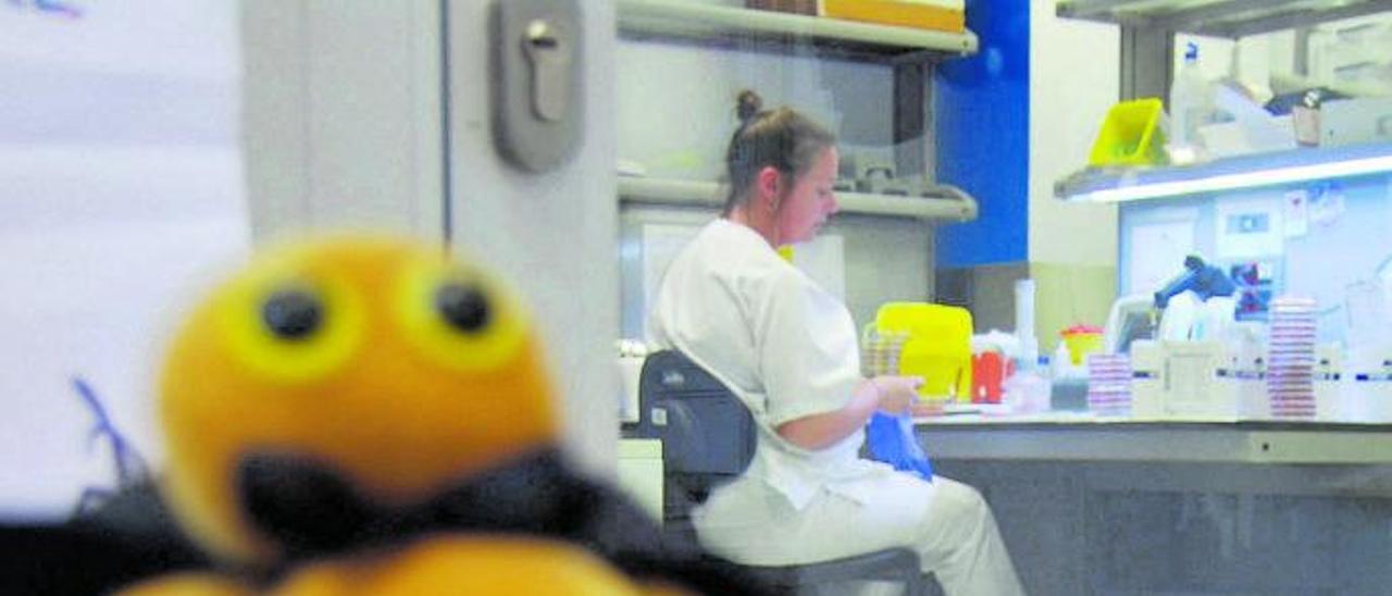Peluche de un estafilococo áureo en el laboratorio del Hospital Can Misses. |   M.TORRES