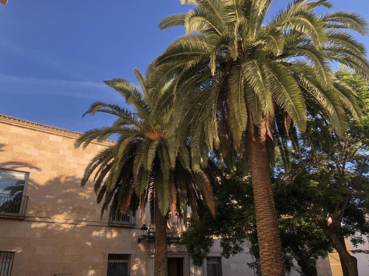 Fotogalería | La plaza de la Audiencia de Cáceres