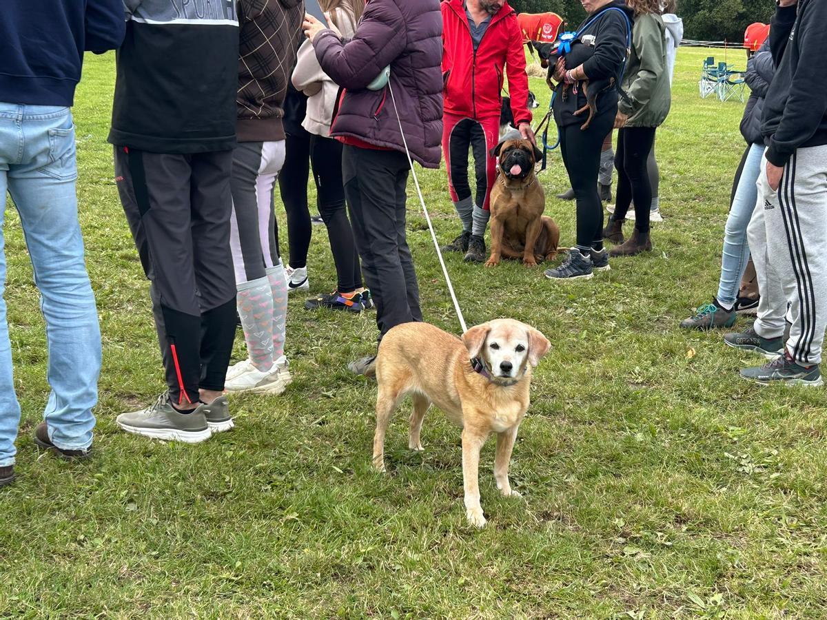 EN IMÁGENES: Así fue el certamen canino "Canstrillón" de Piedras Blancas por San Isidro