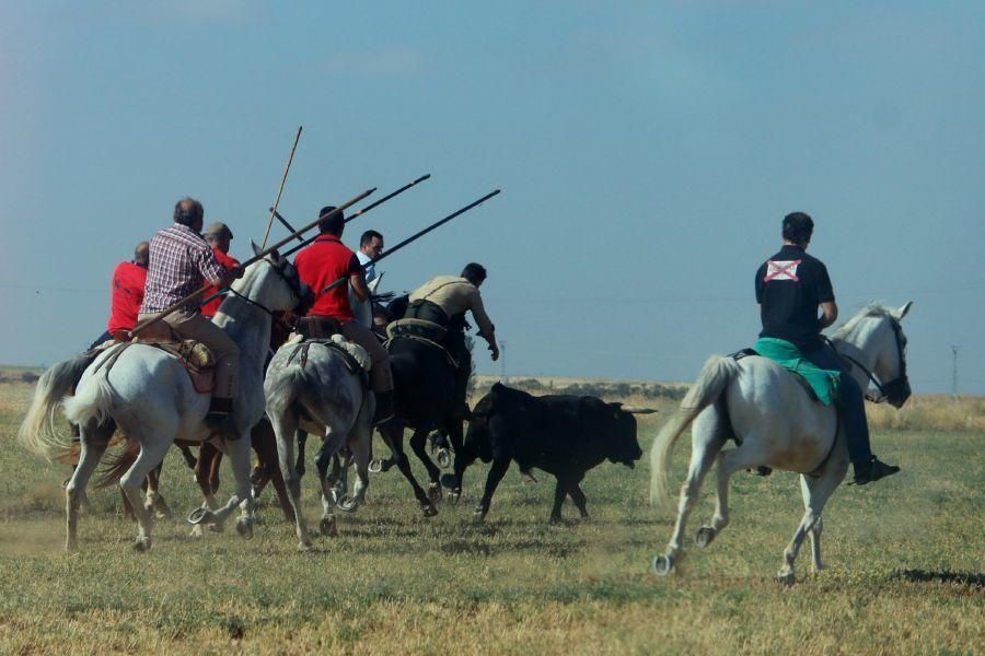 Villalpando despide los toros