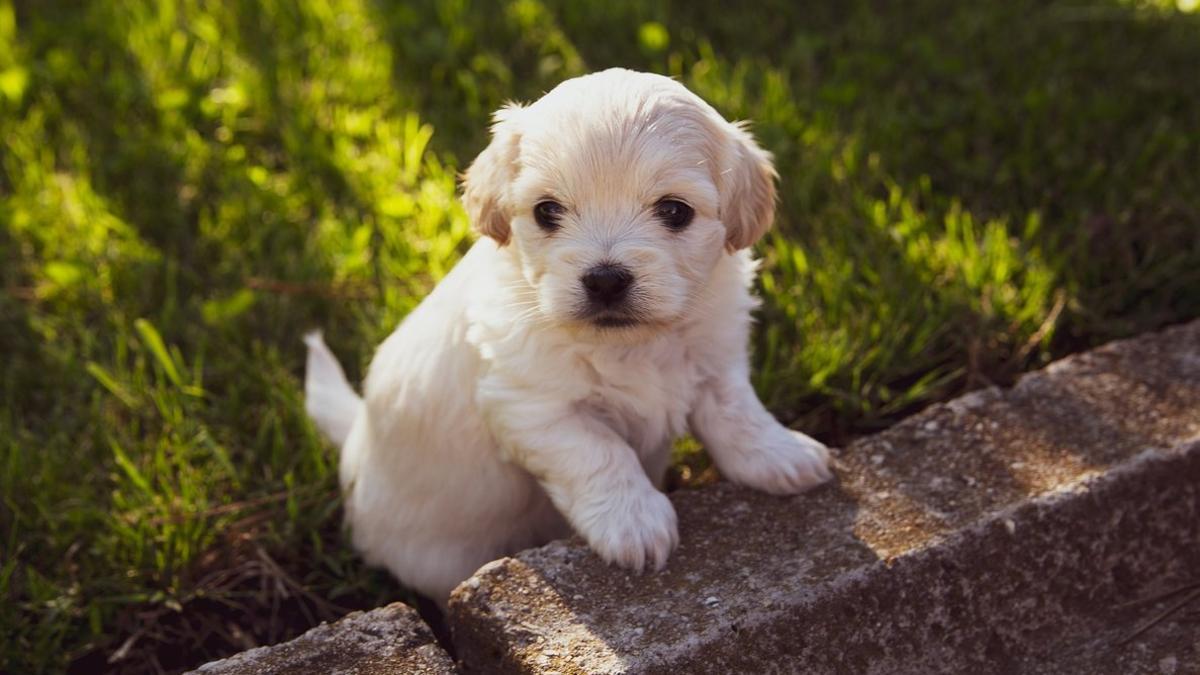 Imagen de archivo de un perro