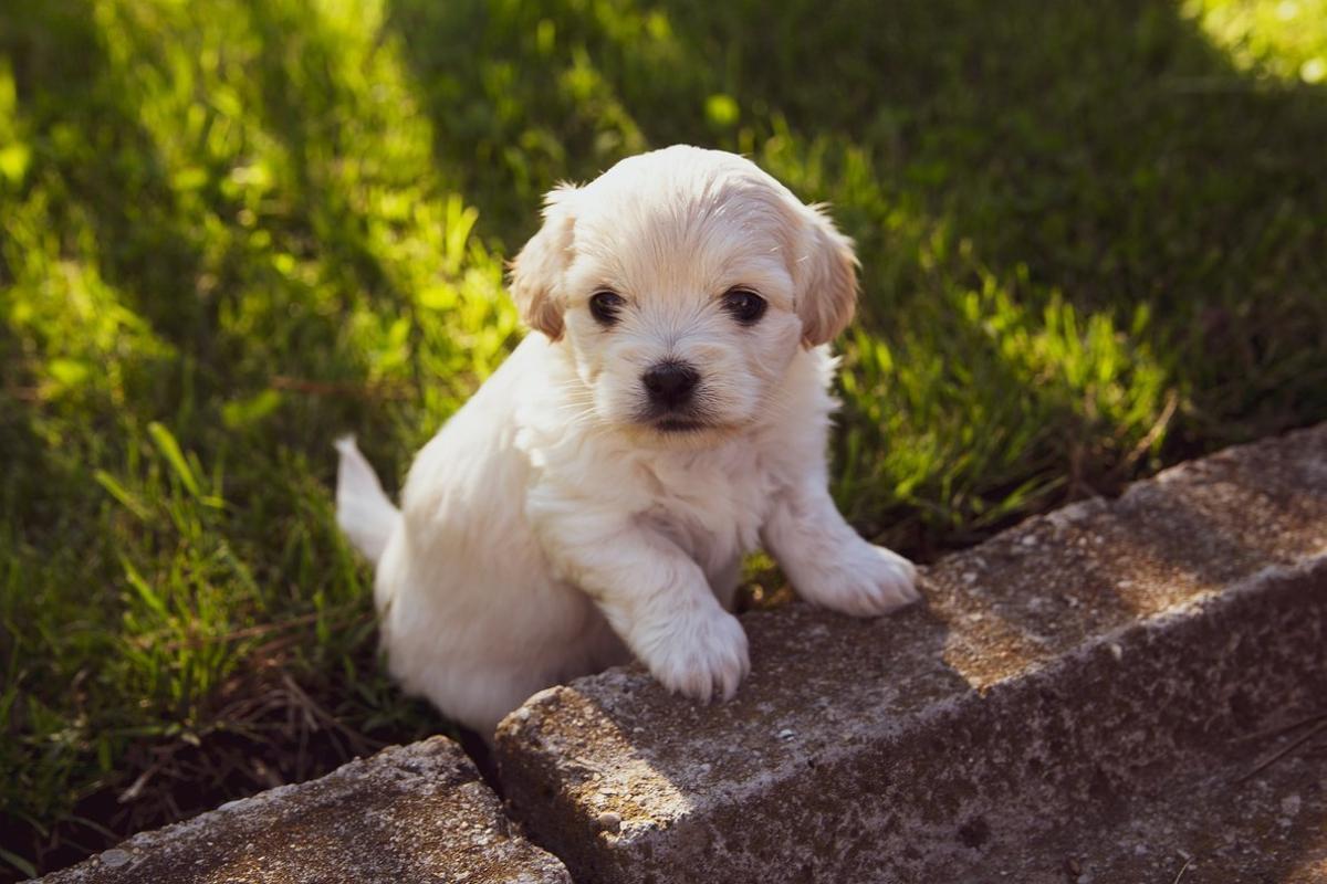 Imagen de archivo de un perro