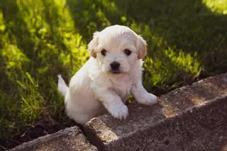 Siete beneficios de convivir con una mascota