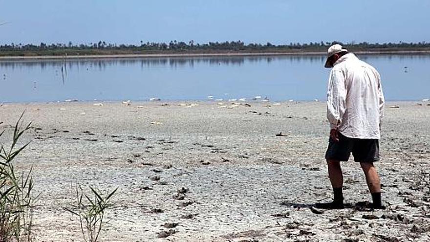 Imagen tomada ayer en el parque natural de El Hondo con peces muertos en el embalse de Levante que prácticamente se está quedando seco.