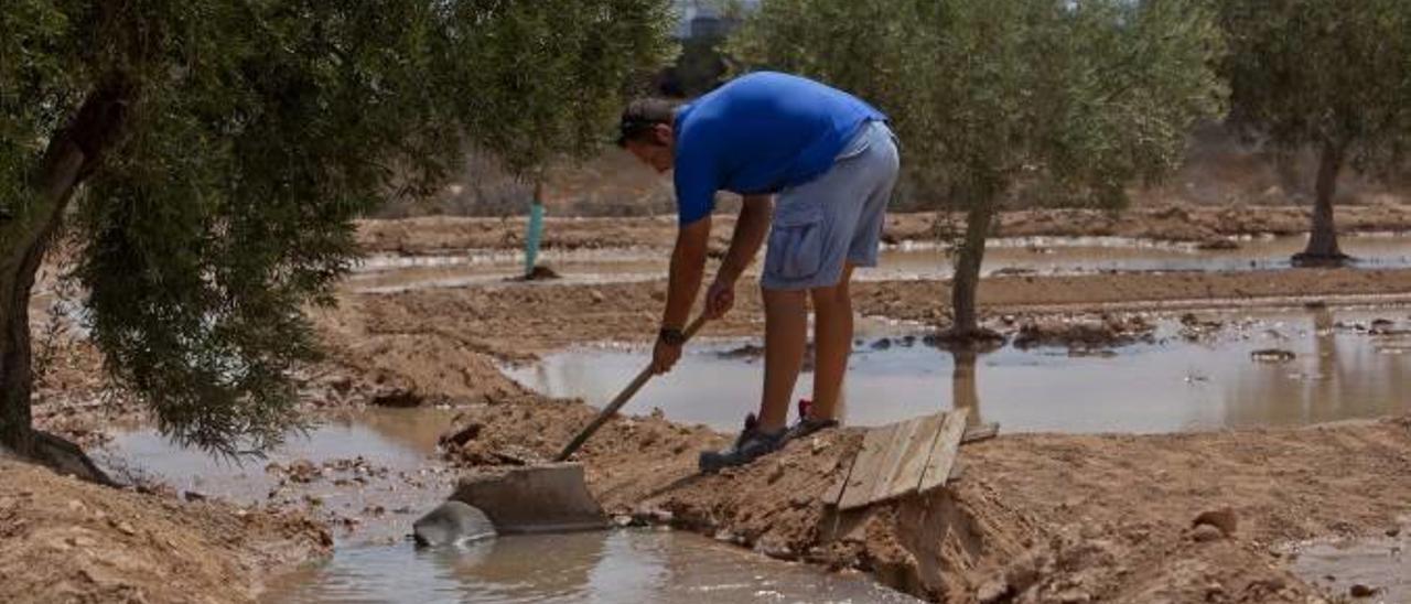 Un agricultor distribuye agua para riego del trasvase Tajo-Segura en una explotación agrícola del Campo de Elche.