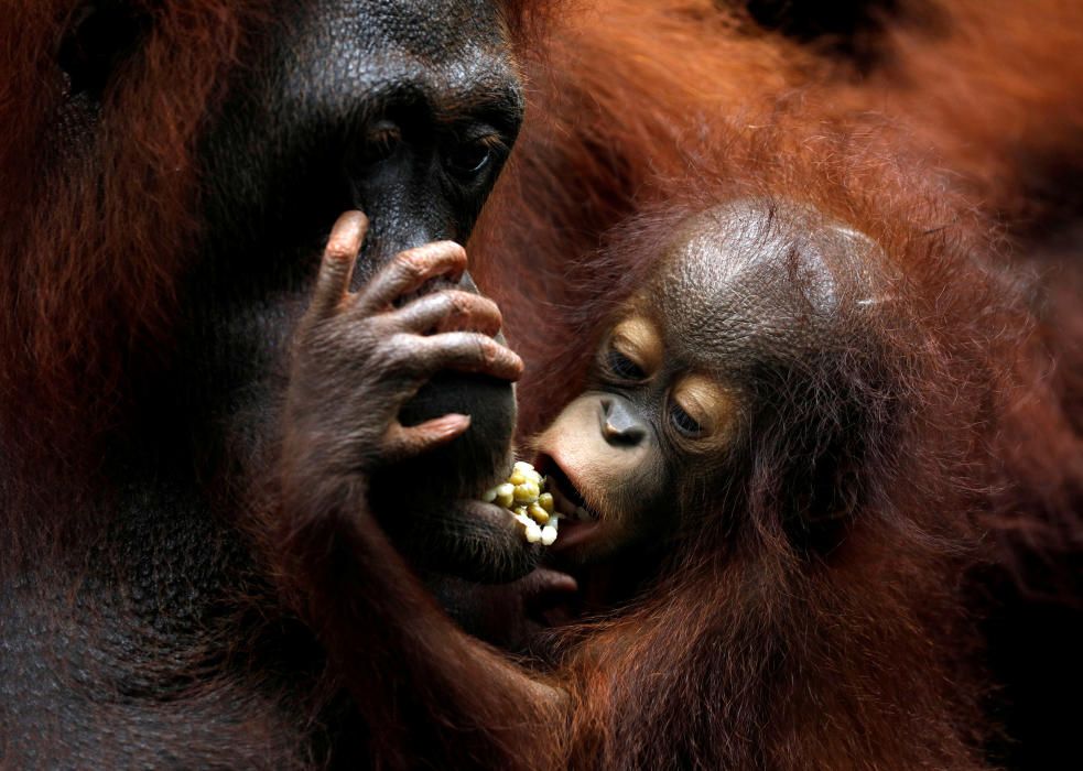 Khansa, the Singapore Zoo's 46th orangutan baby, ...